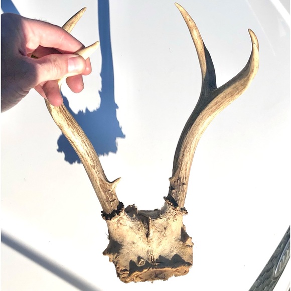 Deer Antlers - Picture 11 of 15